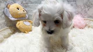 ビションフリーゼの動画01