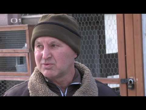 147mala farma   postovni holub