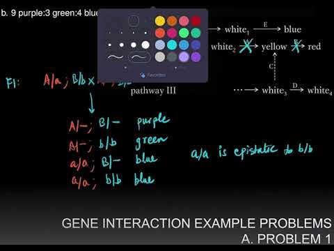 Gene Interaction Example Problems