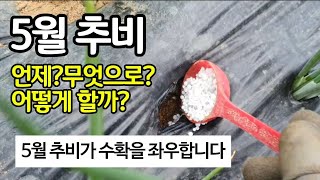 5월 추비 언제 무엇으로 어떻게 할까?