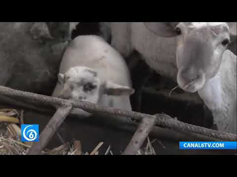 Video: La hambruna que existe en el campo mexiquense