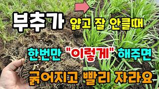 부추가 얇아지고 잘 안자란다면 이렇게 해주면 부추가 굵어지고 수확도 빨라요 #부추키우기