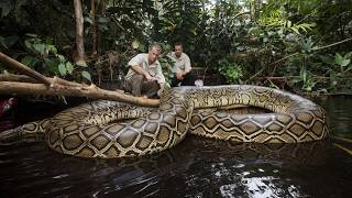 O Dia que o Pescador foi Engolido Por Uma Píton de 10 Metros e Sobreviveu Por Milagre
