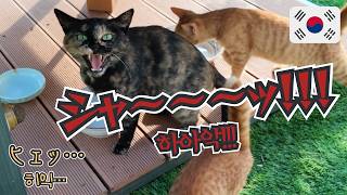 【日韓夫婦】引っ越し先がヤバい奴のシマだった