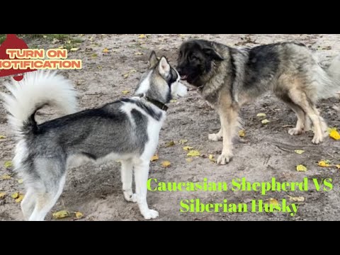 Caucasian Shepherd VS Siberian Husky - Dog names - Luna and Cain - #caucasianshepherd #siberianhusky