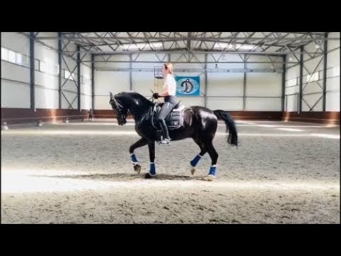 7yo gelding,  M dressage competed 168 cm ia