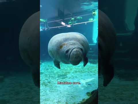Manatee Core：WHAT IF THEY THINK WE DIDNT LOVE THEM BECAUSE WE DONT HUG THEM BACK🌊#manatee #animals
