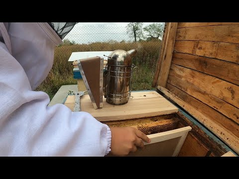 19. Rame după diafragmă.