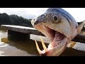 MONSTER VAMPIRE FISH - Amazon River ...