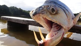 MONSTER VAMPIRE FISH - Amazon River Monsters