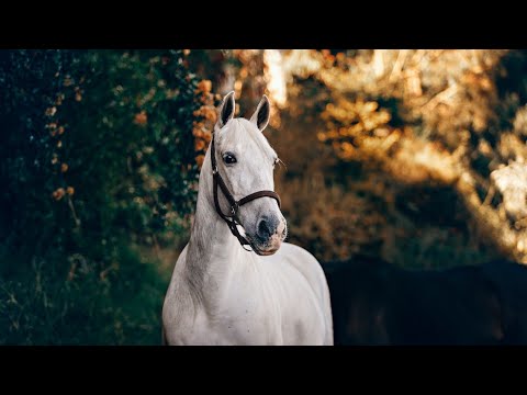 Détendez-vous avec des chevaux sauvages - Cheval Mustang - Musique de méditation relaxante