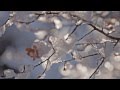 Mikael Tariverdiev - Winter (Relaxing music) 