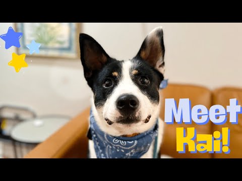 Dog for adoption - Kai keeps the fun and love flowing, an Australian Cattle Dog / Blue Heeler ...