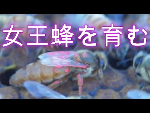 経済学科 晴蜂雨読⑫／女王バチを育む (10月、その1)／山崎亮一／字幕付き