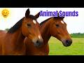 Animal Sounds and Names for Toddlers (35 Amazing Farm and Wild Animals) | Solar Kids Learning
