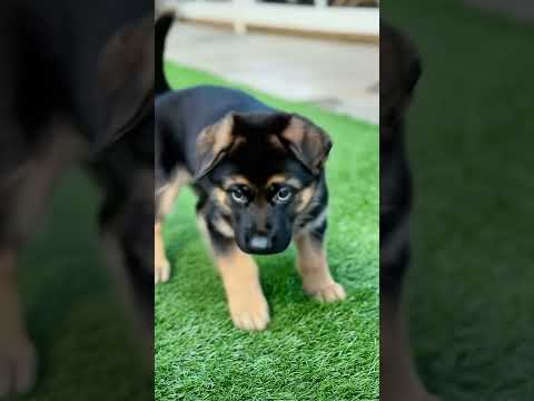 German Shepherd Puppy's First Walks! 🚶♀️🐾 Hilarious Struggles! #adorablepets #germanshepherdpuppy