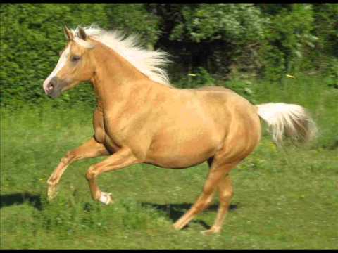Video thumbnail for Suck a Palomino’s Dick