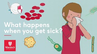 What happens when you get sick?