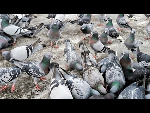 We went on a pigeon hunt!! Carrier pigeons in Szczecin