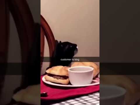 Cat eat burger!!!😍😍#shorts#cutes#pets #cats