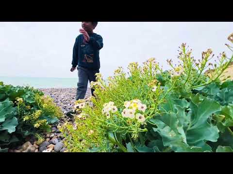 Newhaven beach 30 may