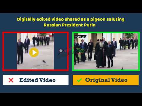 Digitally edited video shared as a pigeon saluting Russian President Putin