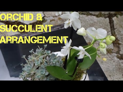YouTube video about: Can you plant orchids with succulents?
