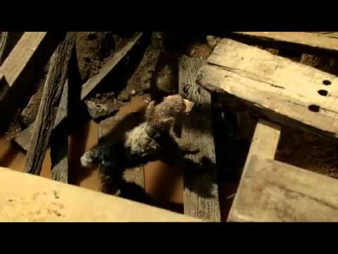 Lucky Dog and Lotto Loyalty.