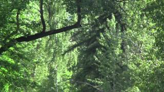 Harold Budd - Jane 8