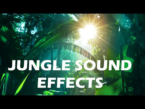 Jungle and Rainforest Sound Effects - Tropical Forest Ambiences from Costa Rica