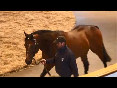TBA Stallion Parade 2016 - SUPPLICANT
