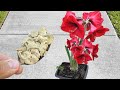INCREDIBLE JUST 1 SPOON DOES LOAD SO MANY FLOWERS ANY PLANT