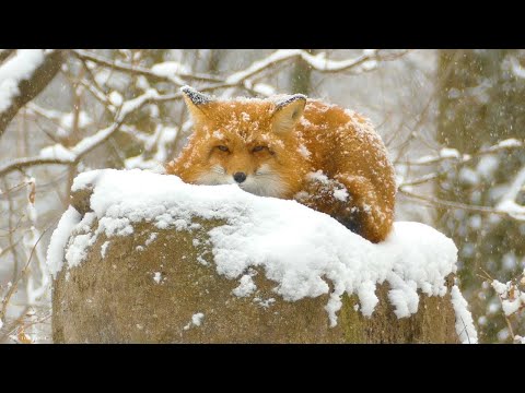 Relaxing Beautiful Music, Peaceful Instrumental Music in video in 4k, "Winter's Calm" by Tim Janis