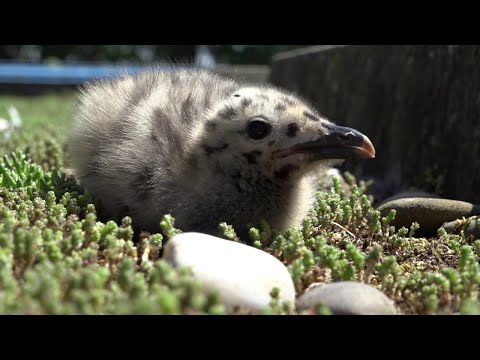 Te gast bij de meeuw op 'gedoogdak': "Het zijn geen vliegende ratten"