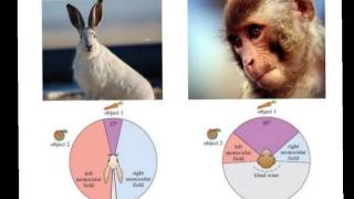 Characteristics of Primates