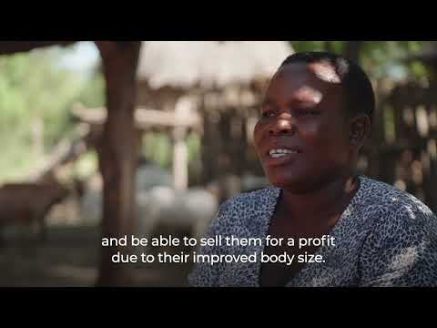 Goat is Gold; Levia’s story