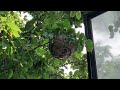 Bald-Faced Hornets Get Too Close to the Window in Holmdel, NJ