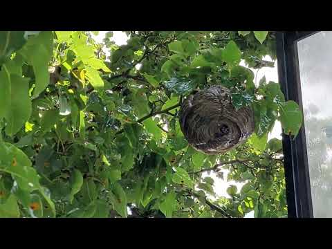Bald-Faced Hornets Get Too Close to the Window in Holmdel, NJ