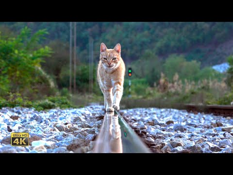 Rail traffic in Serbia - Single track part / Belgrade - Niš mainline / The South Morava river valley