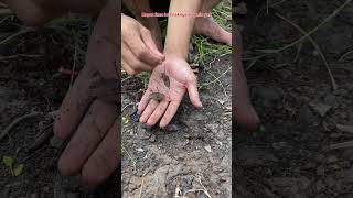 Download lagu MANCING PAKE UMPAN INI MALAH DAPATNYA KURA-KURA NINJA😅 #49 #shorts mp3 Download lagu MANCING PAKE UMPAN INI MALAH DAPATNYA KURA-KURA NINJA😅 #49 #shorts mp3