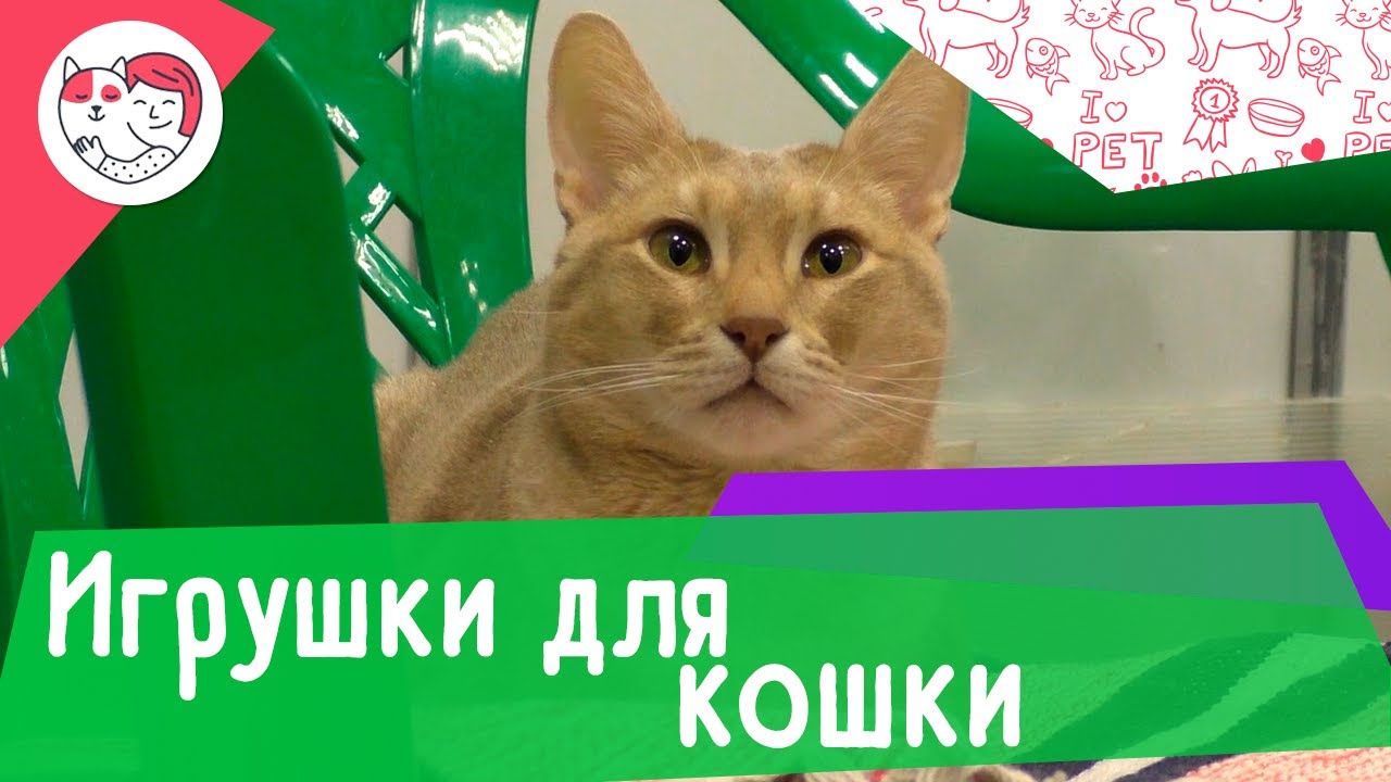 4 правила выбора игрушек для кошки