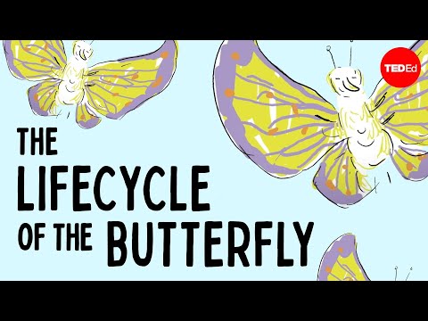The weird and wonderful metamorphosis of the butterfly - Franziska Bauer
