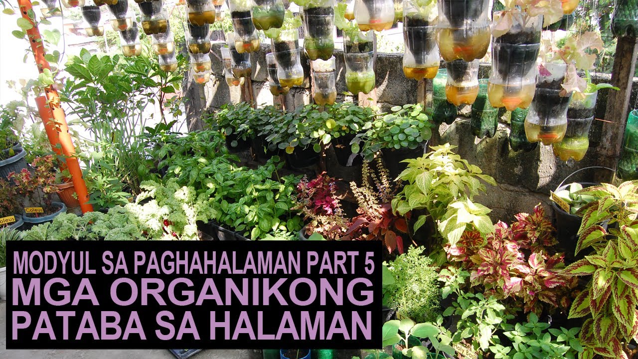 Part 5 I Mga Organikong Pataba Sa Halaman I Modyul Sa Paghahalaman