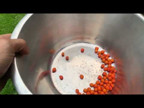 Dags att plocka havtorn