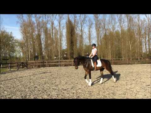 4yo gelding by Don Darius