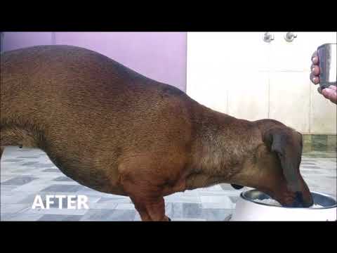 Before&After / Dog Aggression/Food Aggression/Compilation