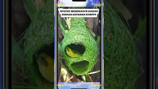 Download lagu Fakta Unik Part 4 | Burung Bikin Sarang Dgn Anyaman Rumput | #faktaunik #hewan #burung #fyp #shorts mp3