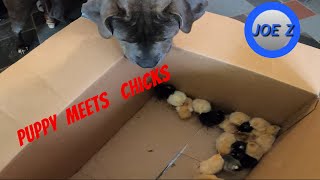 Puppy meets chicks