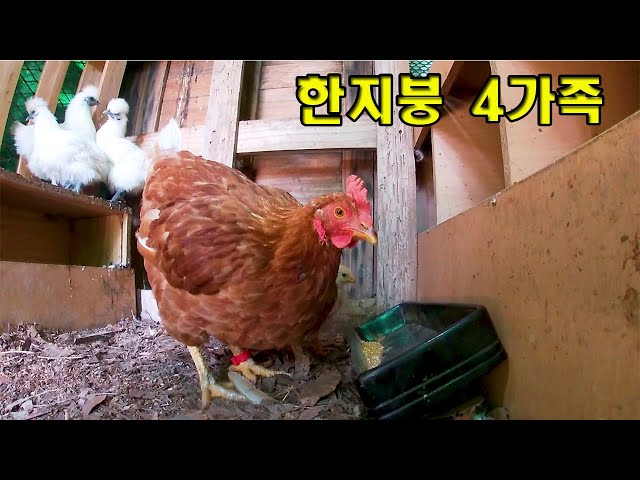 Videouttalande av 닭 Koreanska