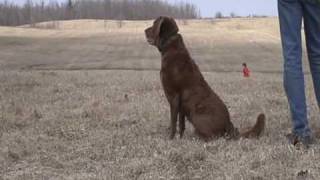 Chesapeake Bay Retriever, Norman training